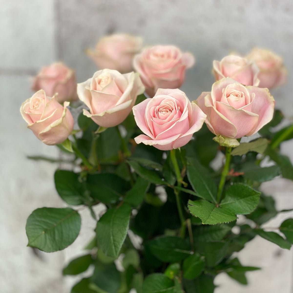 Roses Sweet Avalanche (10 tiges) - Atelier Rose Pivoine