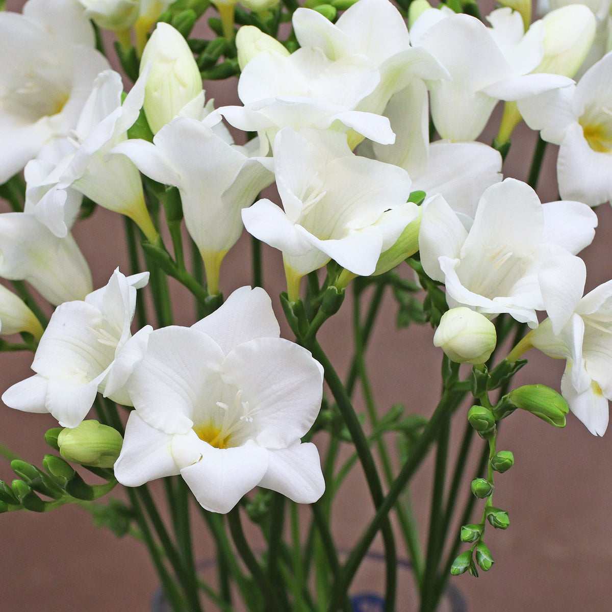 White freesia on sale